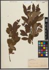 Foto von Salix silesiaca Willd.